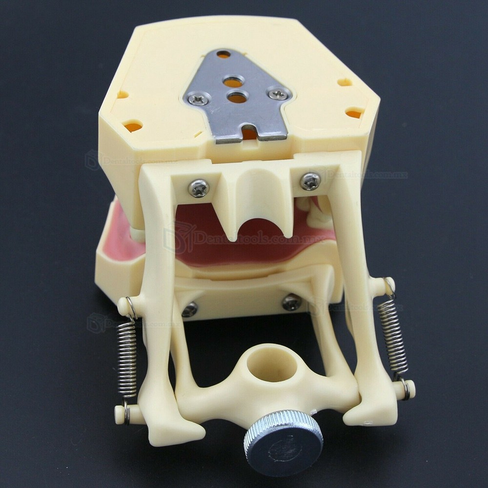 Fantoma Modelo de Práctica Dental compatible con Frasaco AG3 Typodont